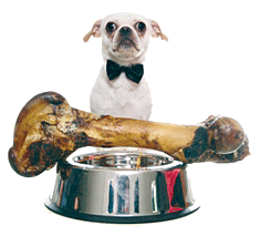 Woof, Wine & Dine dog